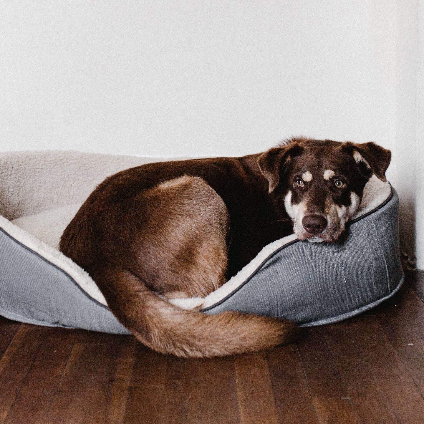 <b>WHY DOES MY DOG FART SO MUCH?</b><br><br>If you&rsquo;re worried about how much your dog is letting it rip, here&rsquo;s what you need to know about the causes and solutions...</br>